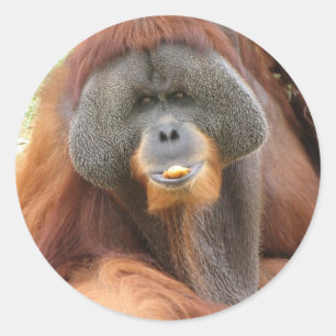 Pegatina del mono del orangután del Pongo