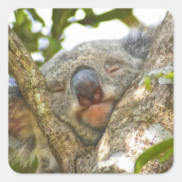 Pegatina del oso de Koala durmiendo