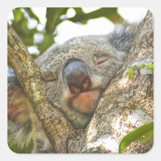 Pegatina del oso de Koala durmiendo (Anverso)