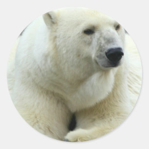 Pegatina del oso polar
