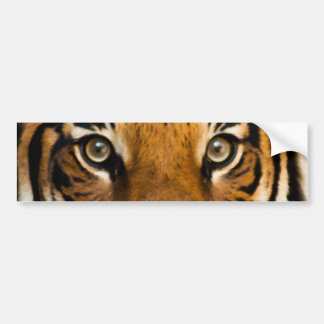 Pegatina del parachoques de los ojos de los tigres