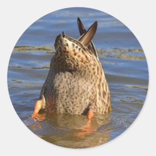 Pegatina del pato arriba