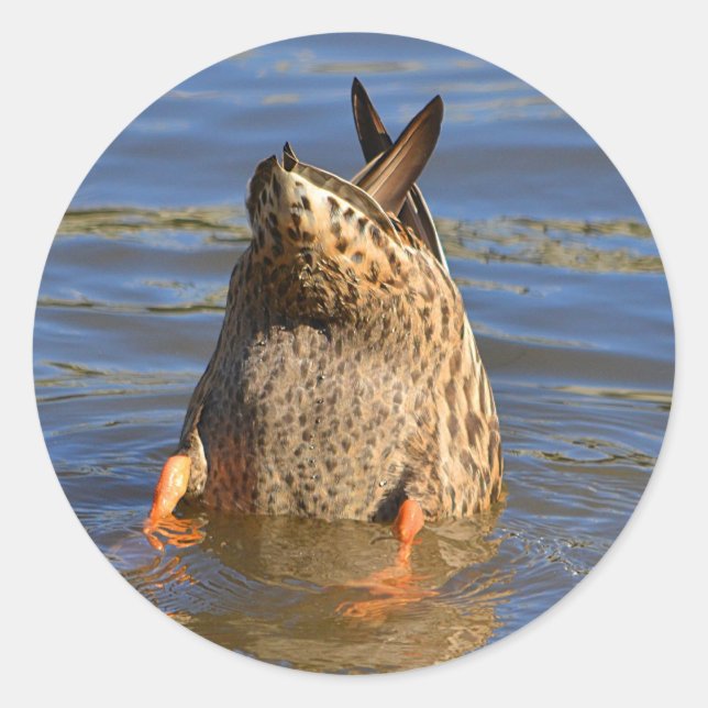 Pegatina del pato arriba (Anverso)