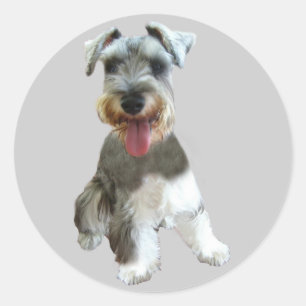 Pegatina del Schnauzer miniatura