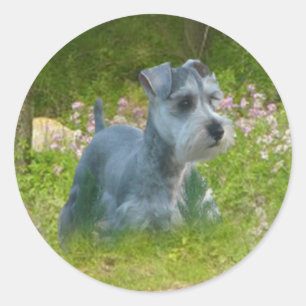 Pegatina del Schnauzer miniatura