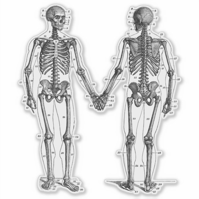 Pegatina Diagrama de Esqueletos Antiguos con Huesos Numerad (Anverso)