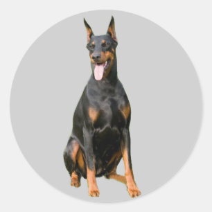 Pegatina Doberman Pinscher