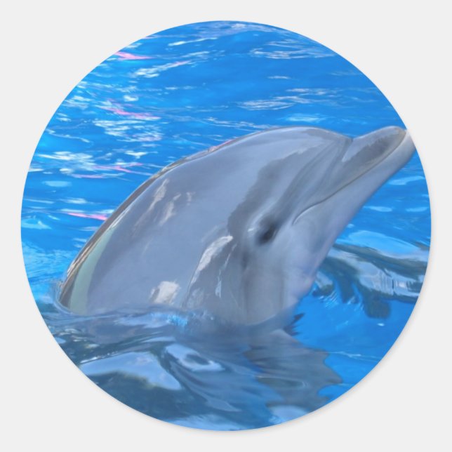 Pegatina Dolphin Bottlenose (Anverso)
