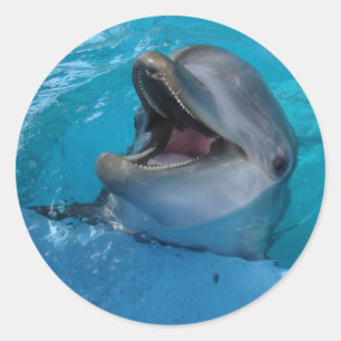 Pegatina Dolphin Smiles