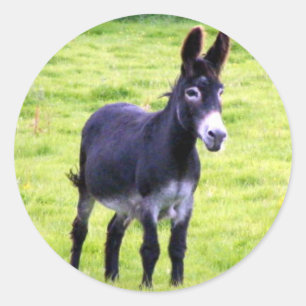 Pegatina Donkey