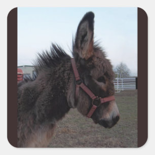 Pegatina Donkey