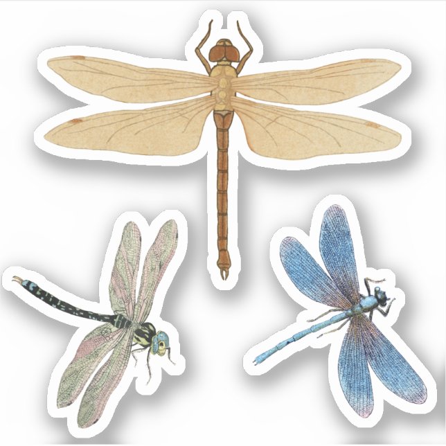 Pegatina Dragonflies Vintage (Anverso)