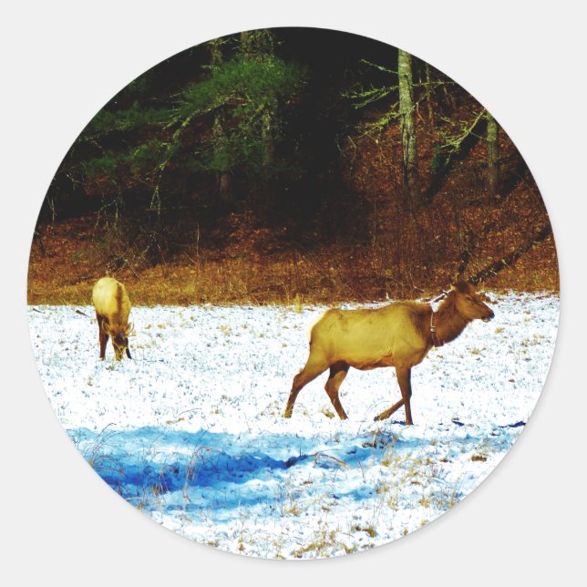 PEGATINA DSC00131.JPG (Anverso)