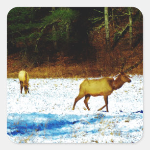 PEGATINA DSC00131.JPG