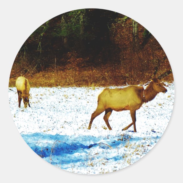 PEGATINA DSC00131.JPG (Anverso)