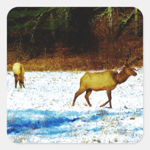 PEGATINA DSC00131.JPG