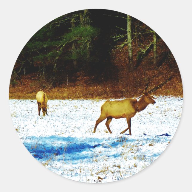 PEGATINA DSC00131.JPG (Anverso)