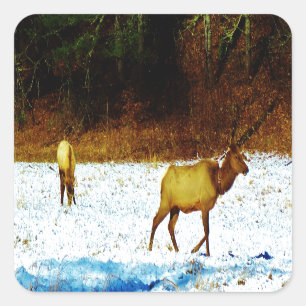 PEGATINA DSC00131.JPG