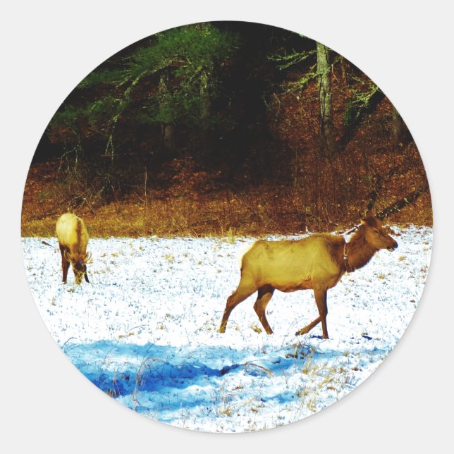 PEGATINA DSC00131.JPG (Anverso)