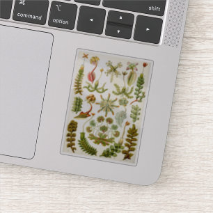 Pegatina El Ilustracion de los parásitos de Ernst Haeckel