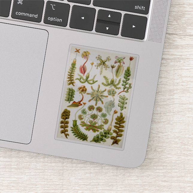 Pegatina El Ilustracion de los parásitos de Ernst Haeckel (Detalle)