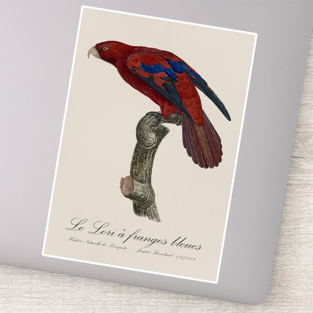 Pegatina El Lori de Franja Azul  (Long-Tailed Red Lory, Trichoglossus borneus. Sticker)