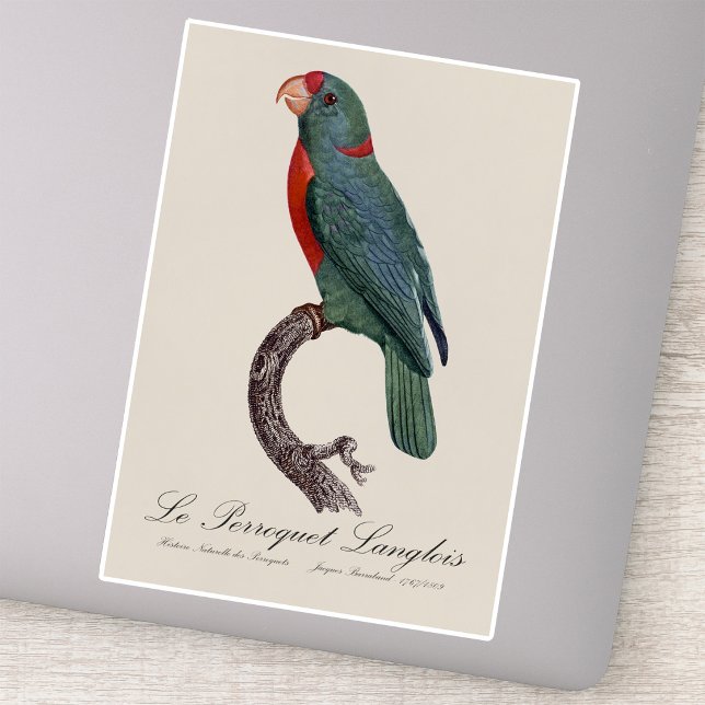 Pegatina El loro Langlois de Jacques Barraband (Le Perroquet Langlois by Jacques Barraband. Sticker)