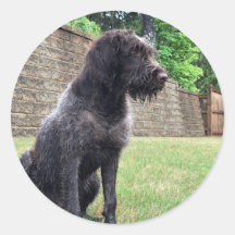 Pegatina el señalar Griffon Wirehaired
