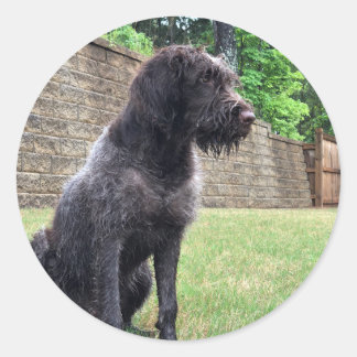 Pegatina el señalar Griffon Wirehaired