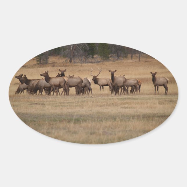Pegatina Elk Herd Oval (Anverso)
