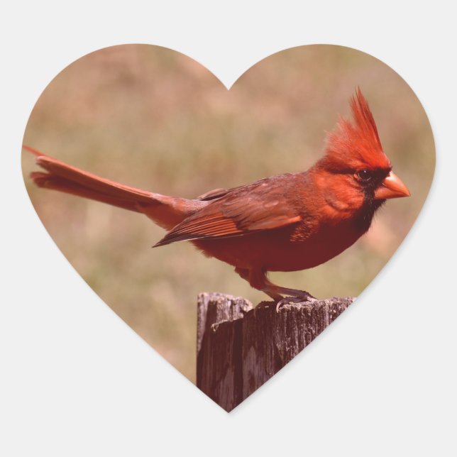 PEGATINA EN FORMA DE CORAZÓN AGREGAR FOTO (Anverso)