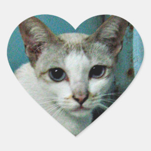 Pegatina En Forma De Corazón Amigo del gato siamés
