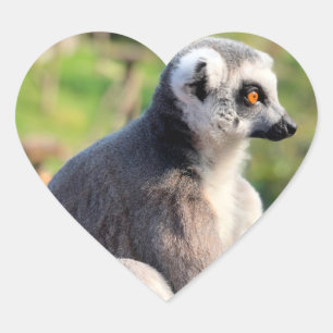 Pegatina En Forma De Corazón Amor salvaje: Por Australia
