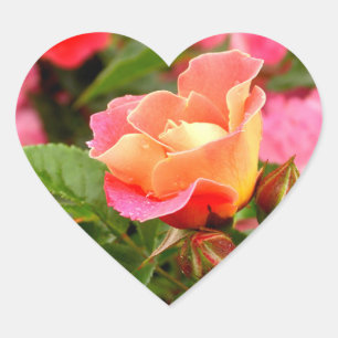 Pegatina En Forma De Corazón Apricot Salmon Pink Rose
