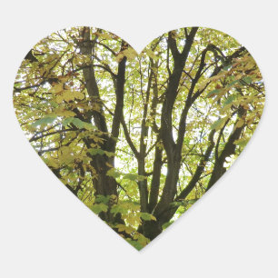Pegatina En Forma De Corazón Árbol de castaño de caballo de otoño