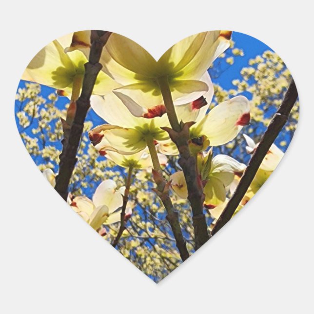 Pegatina En Forma De Corazón Árbol de dogwood (Anverso)