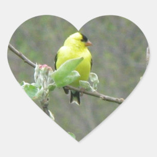 Pegatina En Forma De Corazón Artículos con pájaros cantores de verano