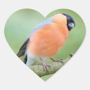Pegatina En Forma De Corazón Ave de Bullfinch