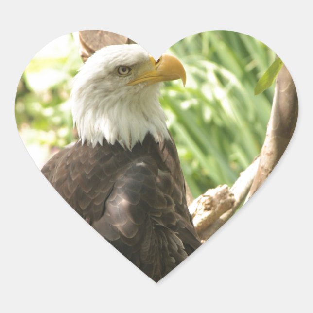 Pegatina En Forma De Corazón Bald Eagle (Anverso)