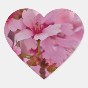 Pegatina En Forma De Corazón Bañado en flores de cerezo japonesas rosadas
