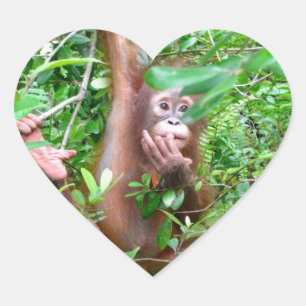 Pegatina En Forma De Corazón Bebé del orangután en la selva de Borneo