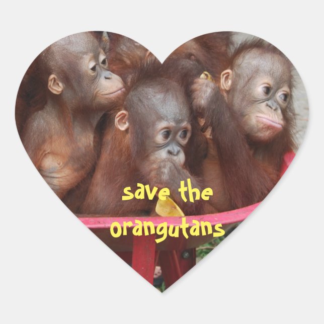 Pegatina En Forma De Corazón Bebés de Orangutan (Anverso)