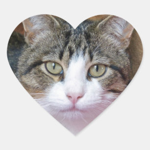 Pegatina En Forma De Corazón Bonito