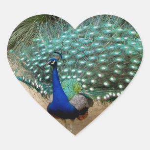 Pegatina En Forma De Corazón Bonito Peacock