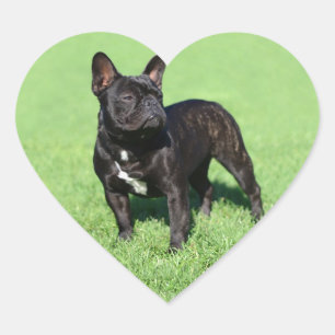 Pegatina En Forma De Corazón Bulldog francés 2