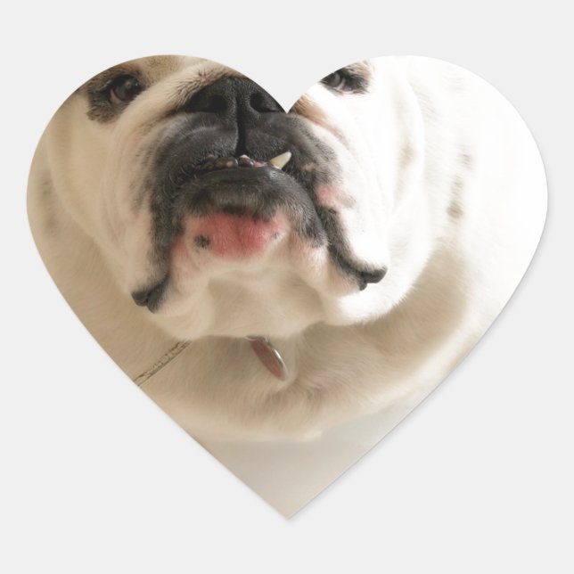 Pegatina En Forma De Corazón Bulldog muy lindo (Anverso)
