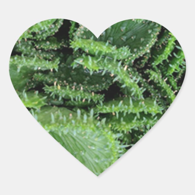 Pegatina En Forma De Corazón Cactus (Anverso)