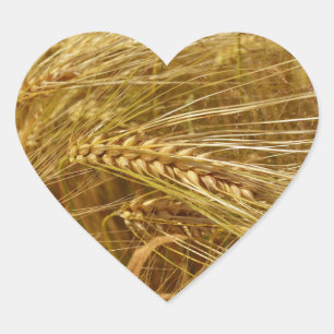 Pegatina En Forma De Corazón Campo de trigo. ¡Es el momento de la cosecha!