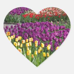 Pegatina En Forma De Corazón Campo Tulip
