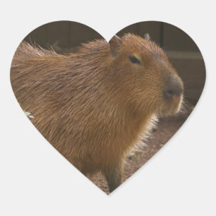 Pegatina En Forma De Corazón Capibara
